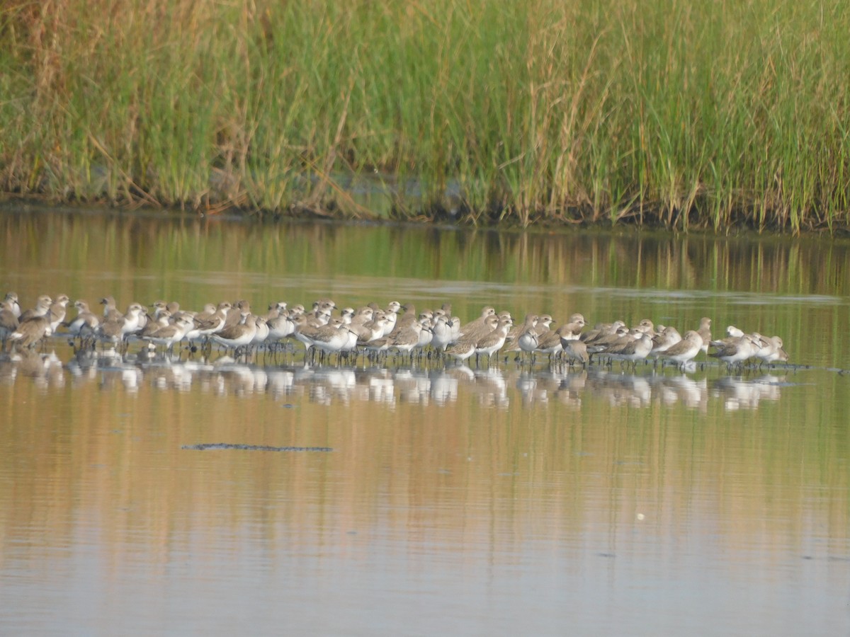 jespák křivozobý - ML645305588