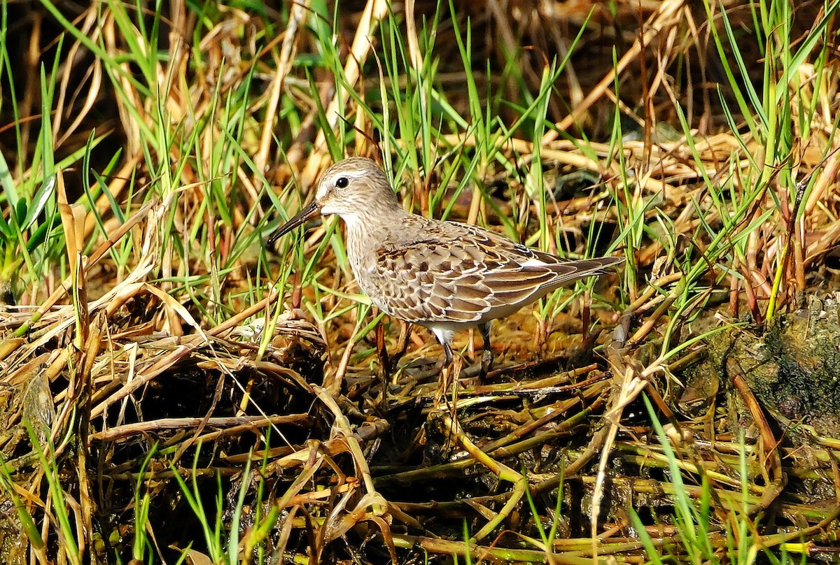 jespák tundrový - ML645305621