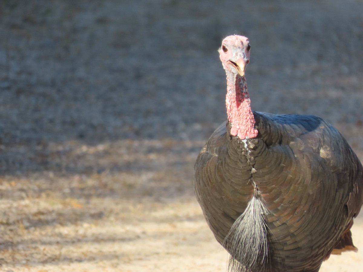 krocan divoký - ML645305627