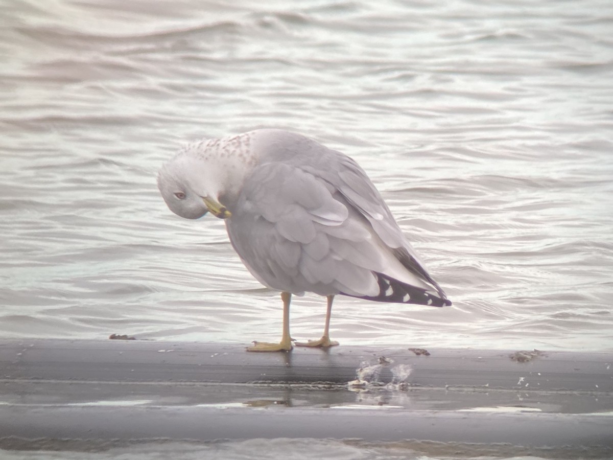 Halkalı Martı - ML645305628