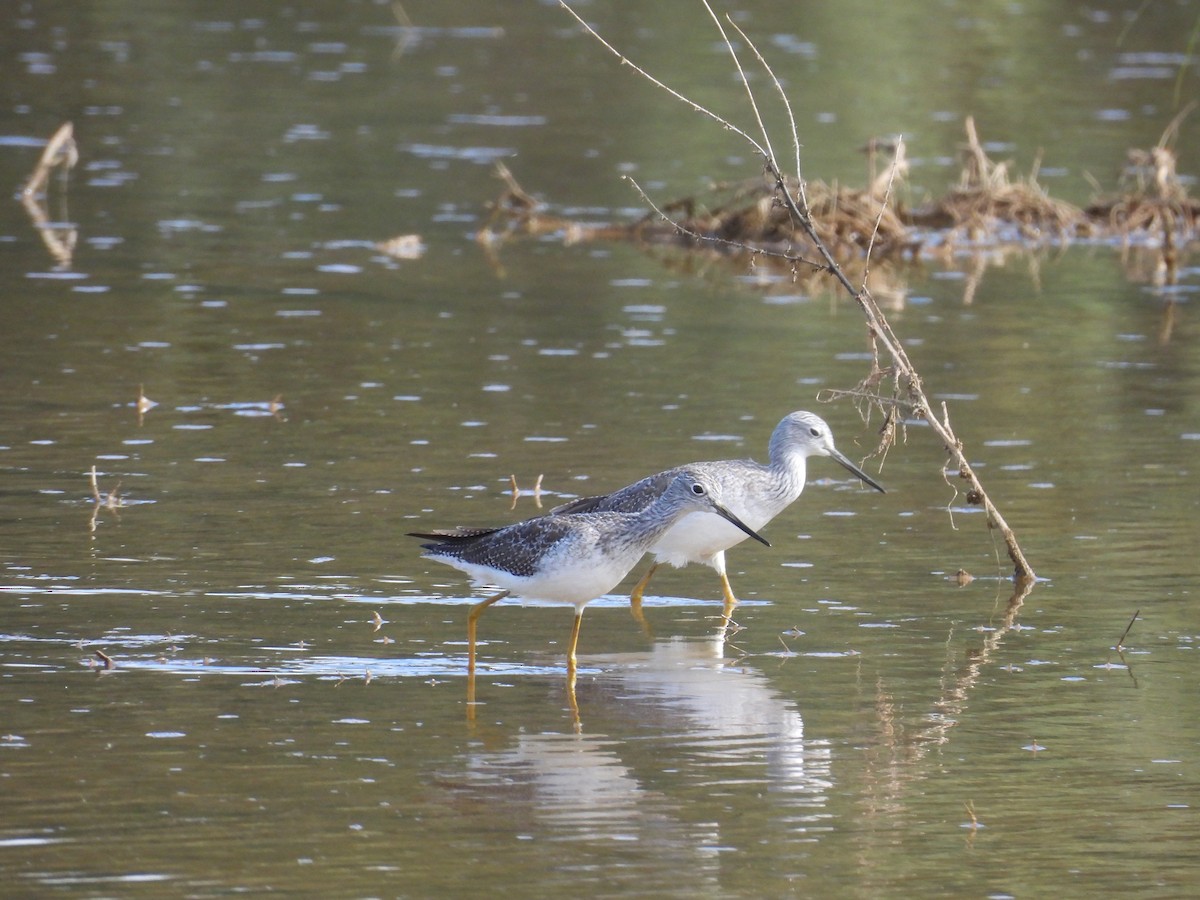 Greater Yellowlegs - ML645305634