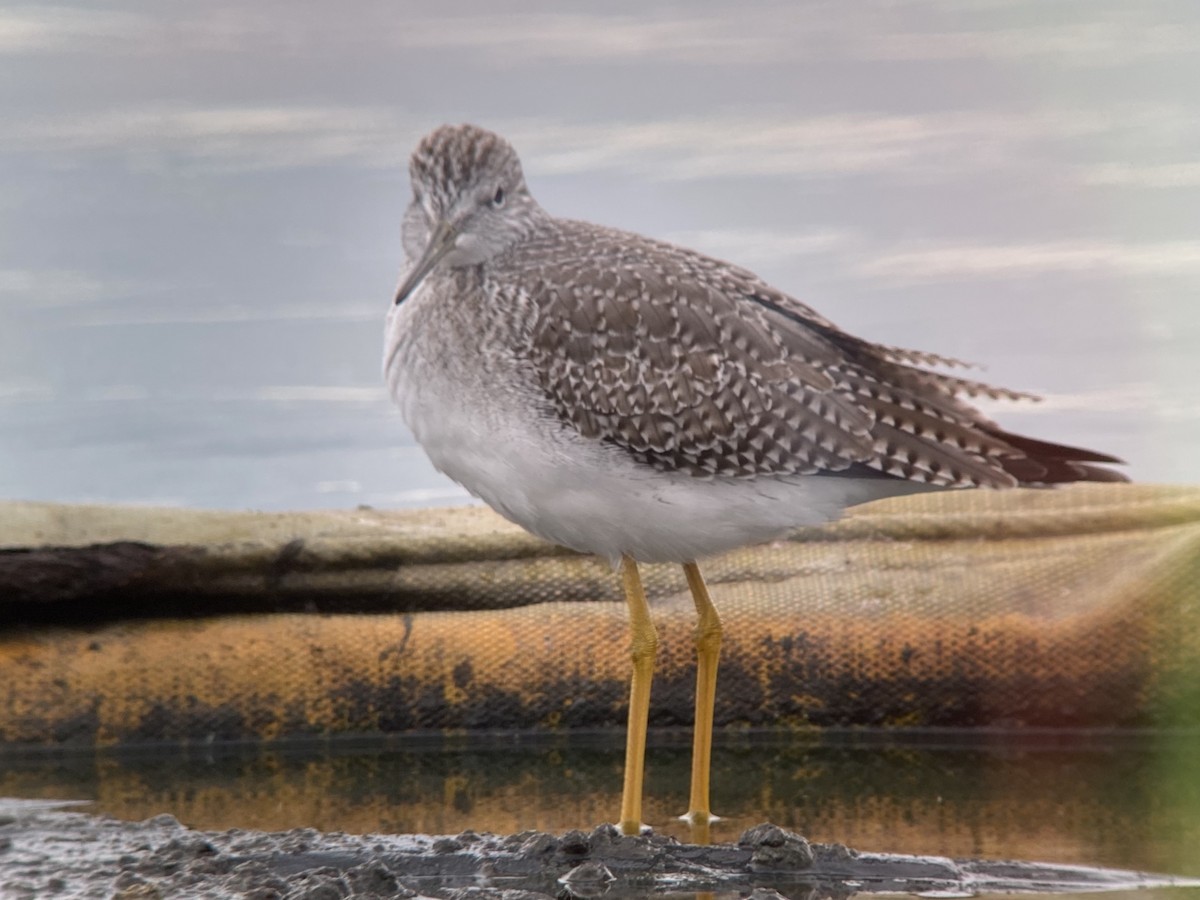 Greater Yellowlegs - ML645305636