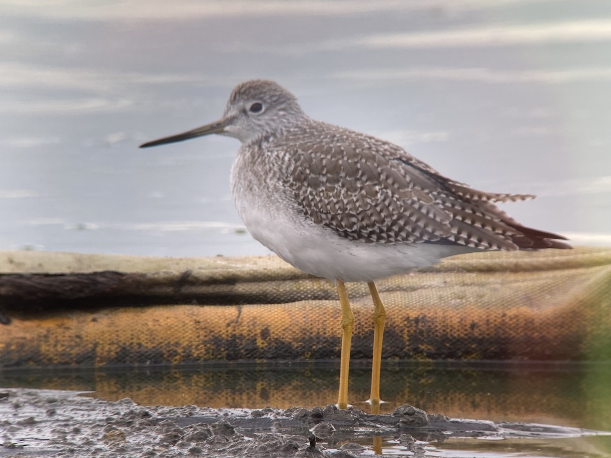 Greater Yellowlegs - ML645305637