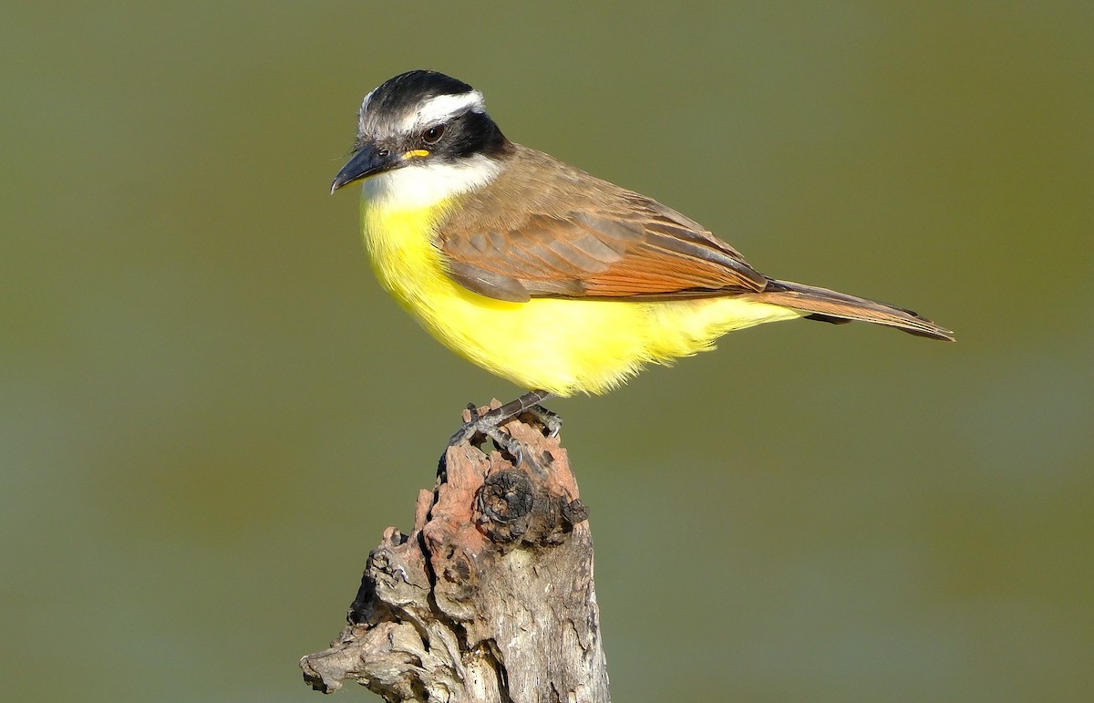 Great Kiskadee - ML645305638