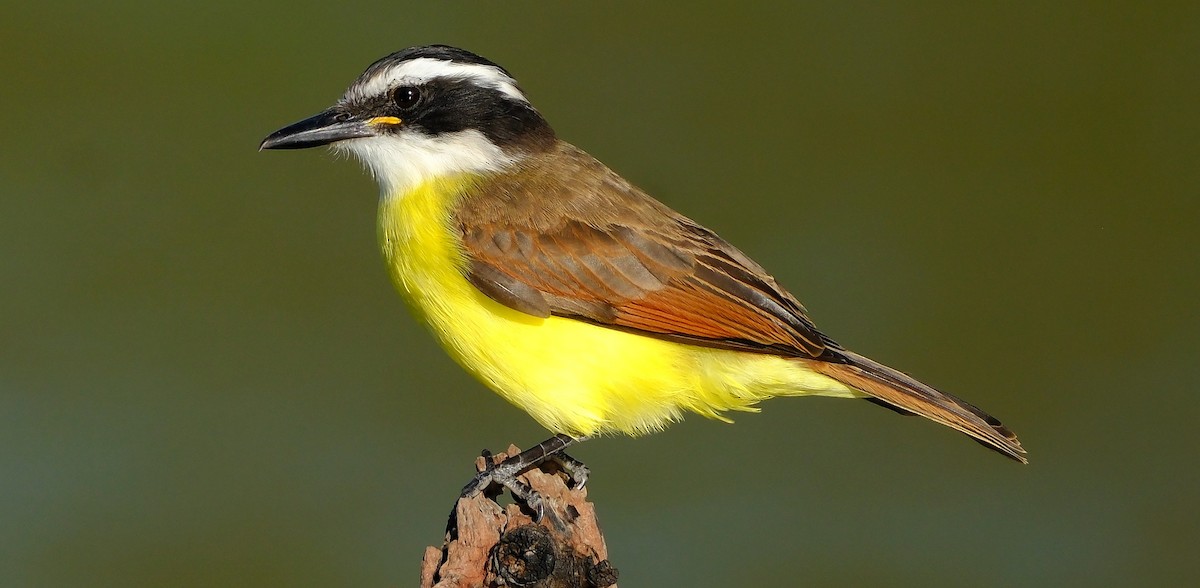 Great Kiskadee - ML645305641