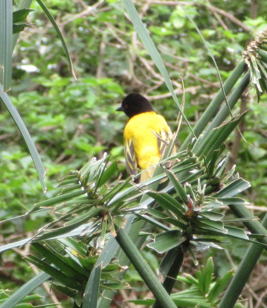 Golden-backed Weaver - ML645305648