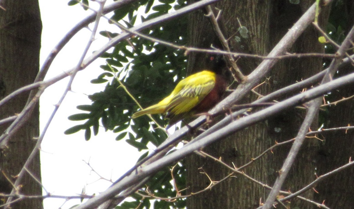 Golden-backed Weaver - ML645305649