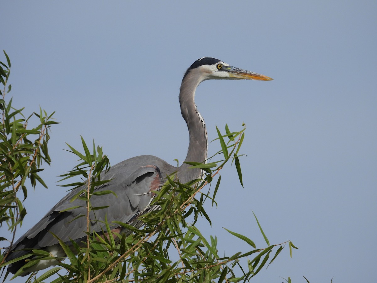 Great Blue Heron - ML645305652