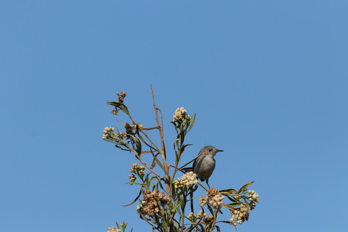 Голубая комароловка - ML645305655