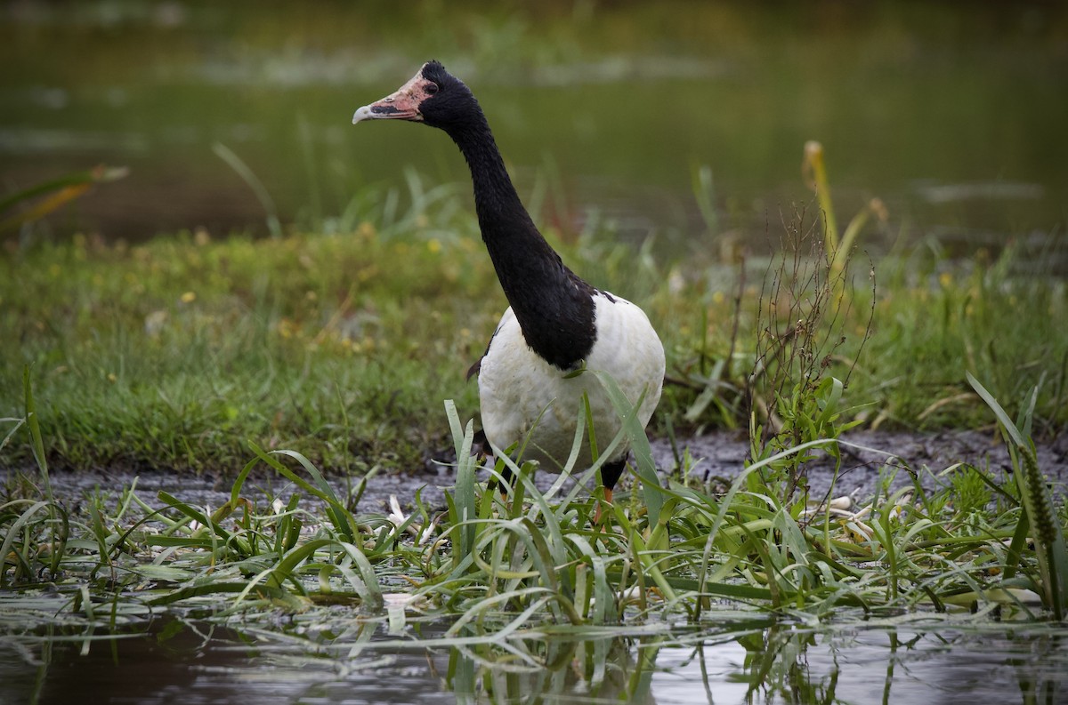 Magpie Goose - ML645305657