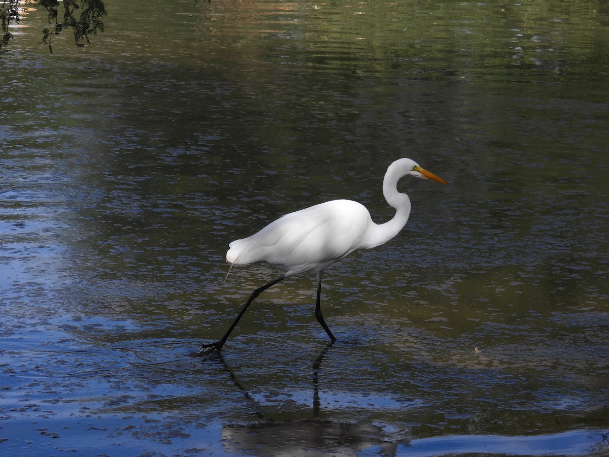 Great Egret - ML645305659