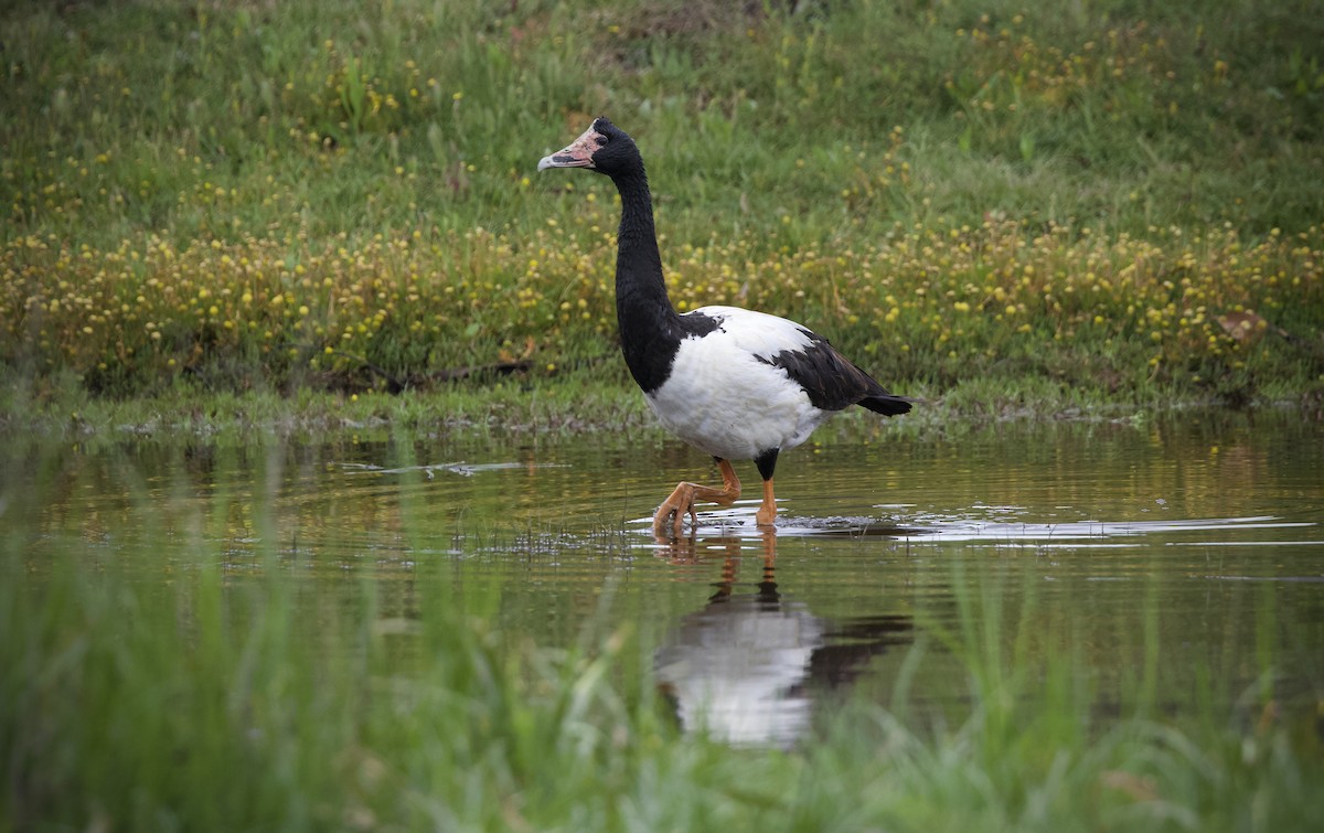Magpie Goose - ML645305660