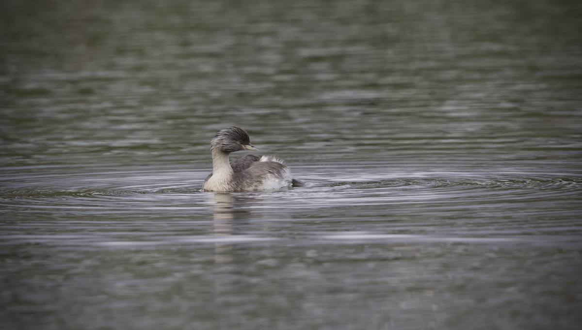 Hoary-headed Grebe - ML645305664