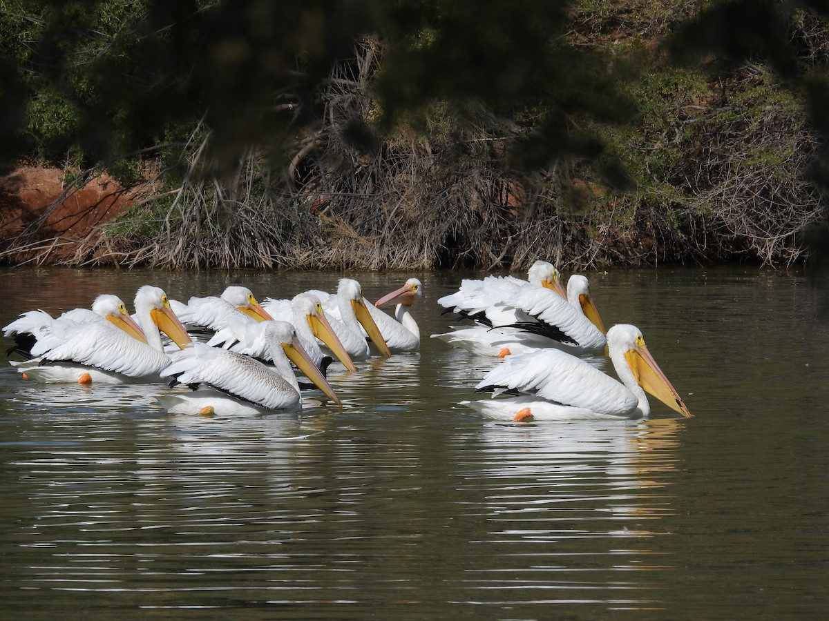 American White Pelican - ML645305665