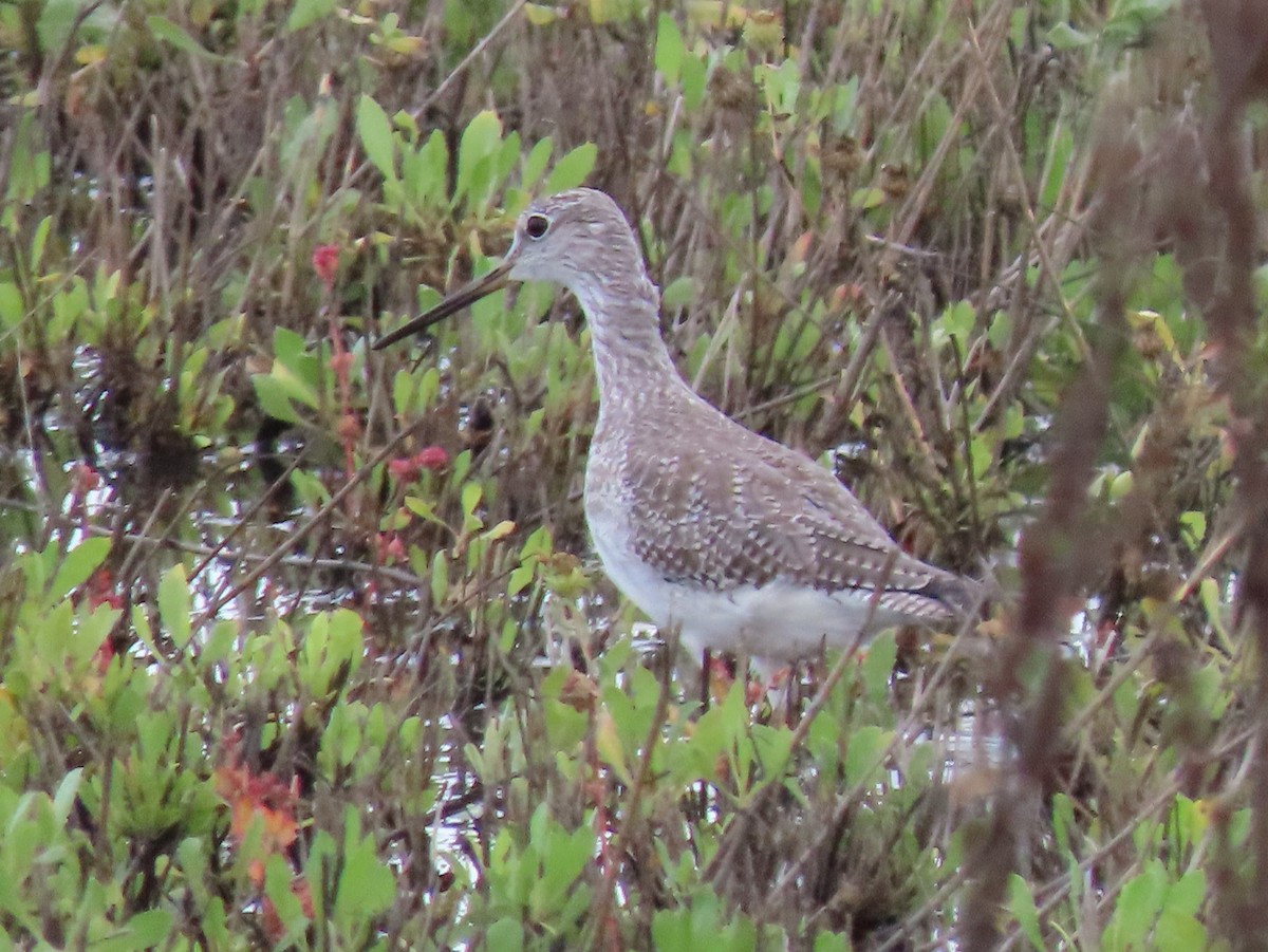 Greater Yellowlegs - ML645305669