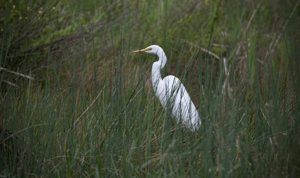 Great Egret - ML645305678