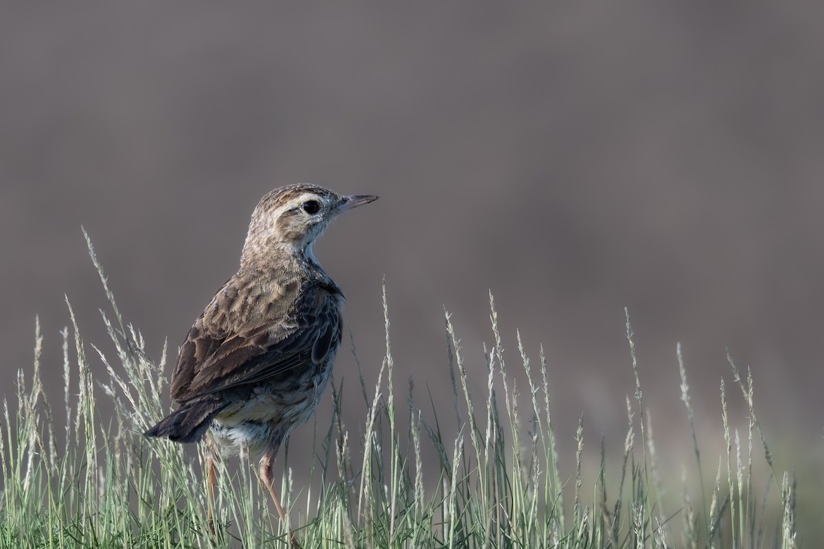 Australian Pipit - ML645305682