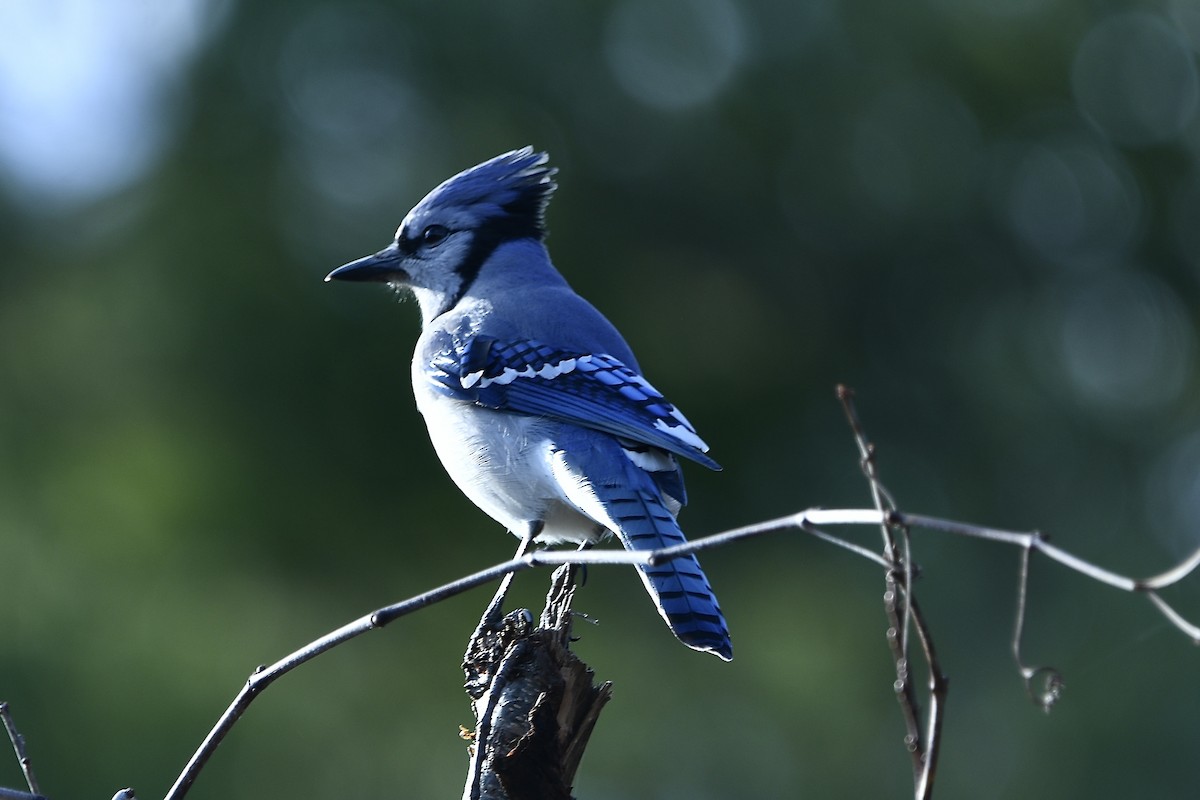 Blue Jay - ML645305683