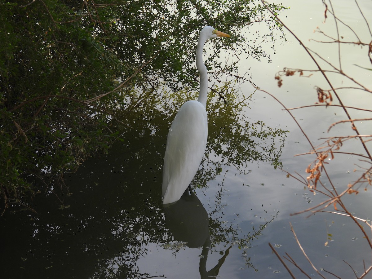 Western Cattle-Egret - ML645305686