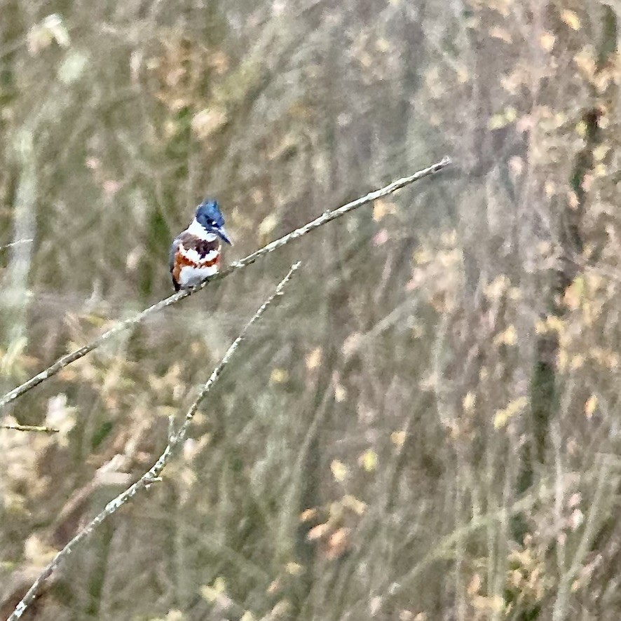 Belted Kingfisher - ML645305693