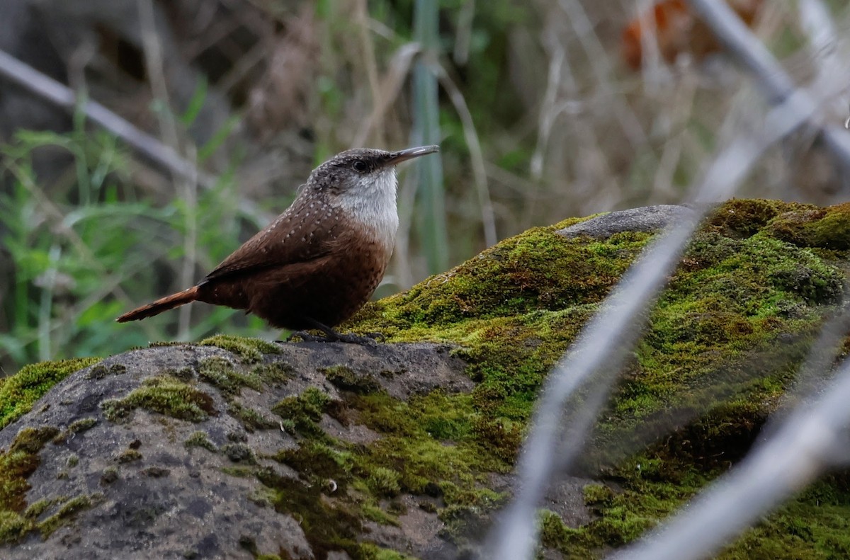 Canyon Wren - ML645305700