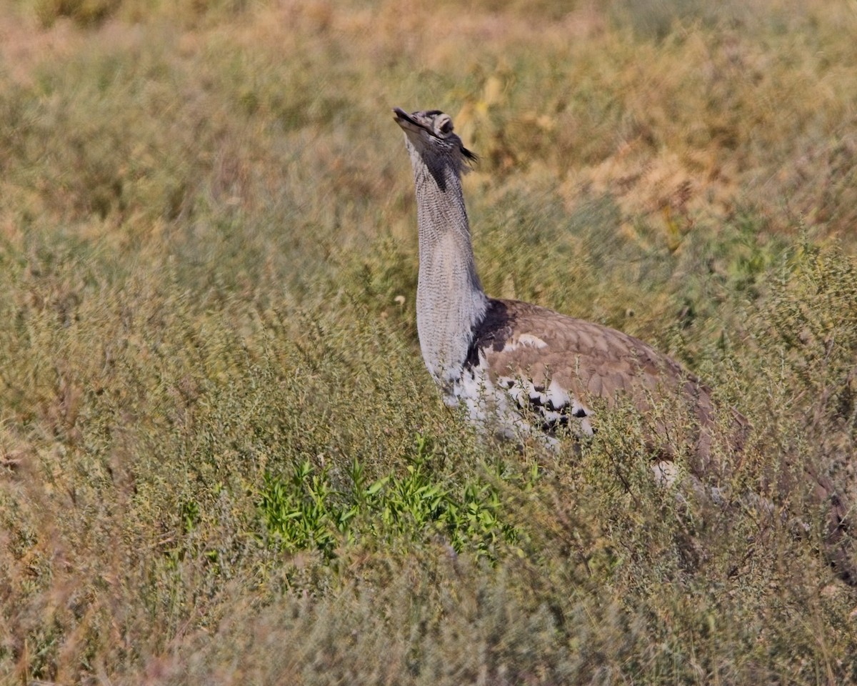 アフリカオオノガン - ML645305702