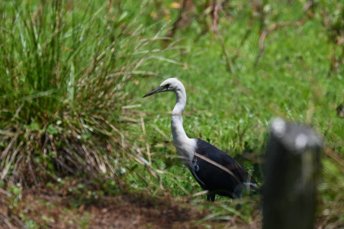 Pacific Heron - ML645305704