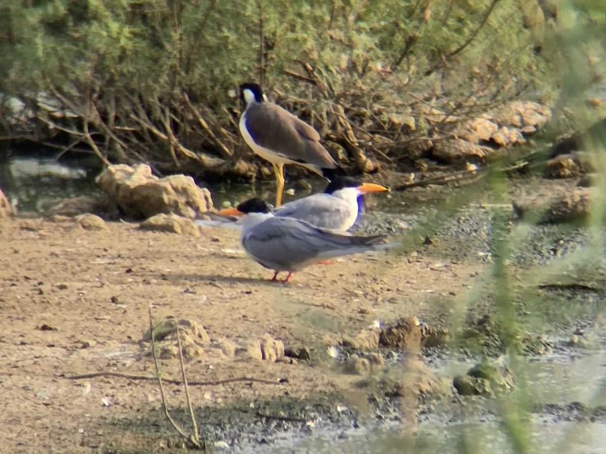 River Tern - ML645305706