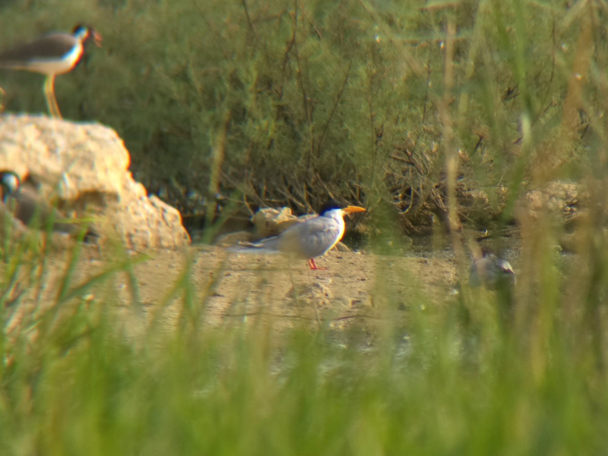 River Tern - ML645305707