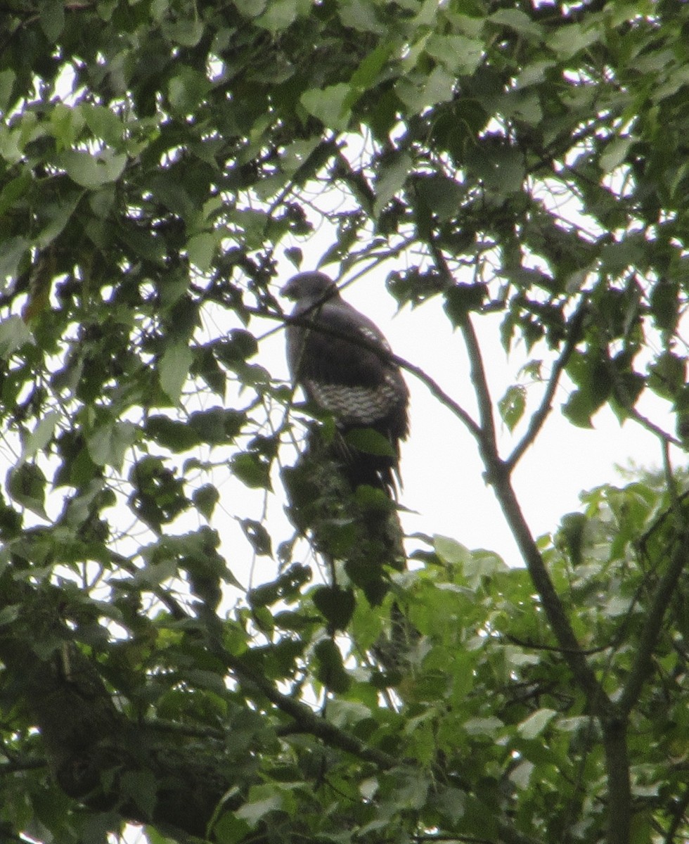 Augur Buzzard (Augur) - ML645305716