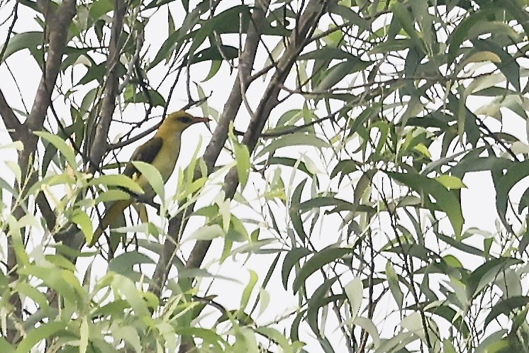 זהבן הודי - ML645305720