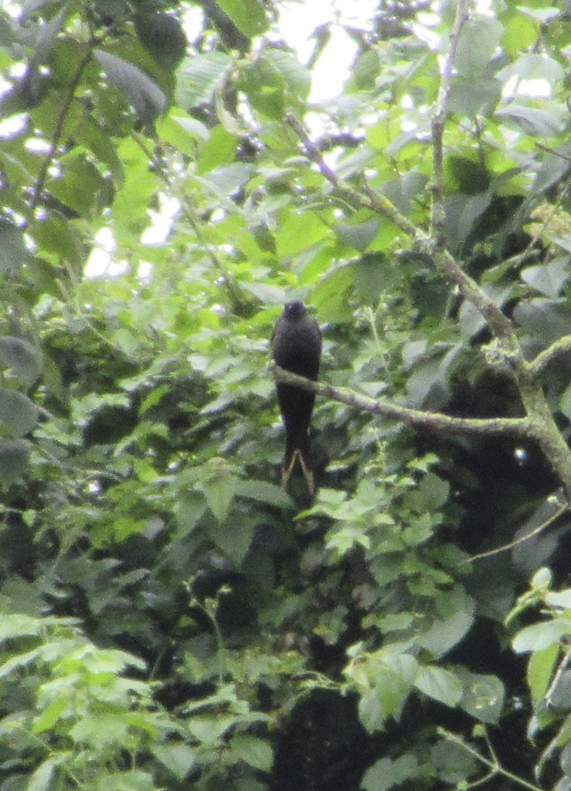 Black Sawwing - ML645305721