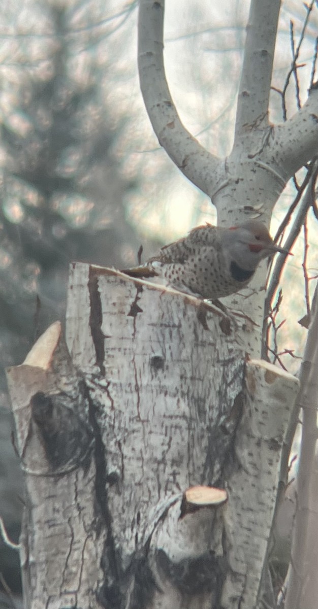 Northern Flicker (Yellow-shafted x Red-shafted) - ML645305726