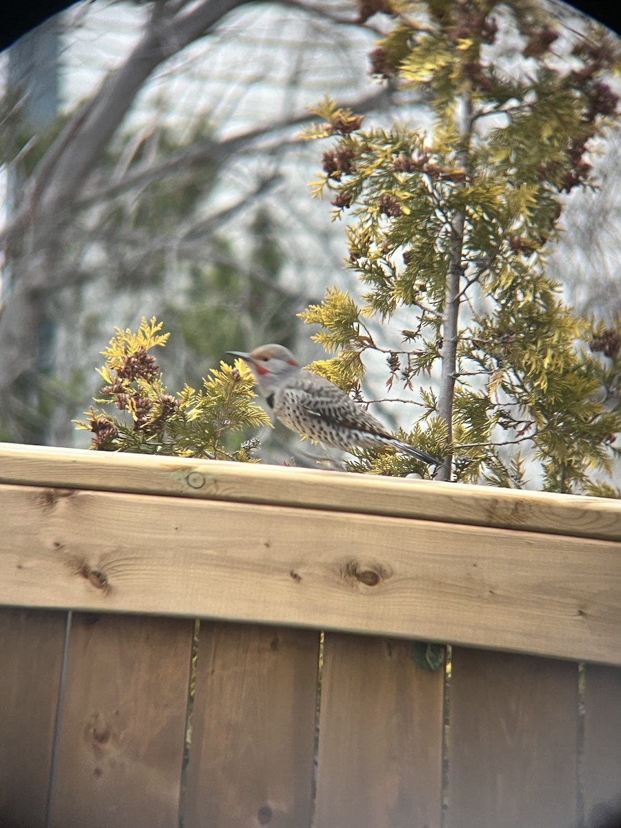 Northern Flicker (Yellow-shafted x Red-shafted) - ML645305727