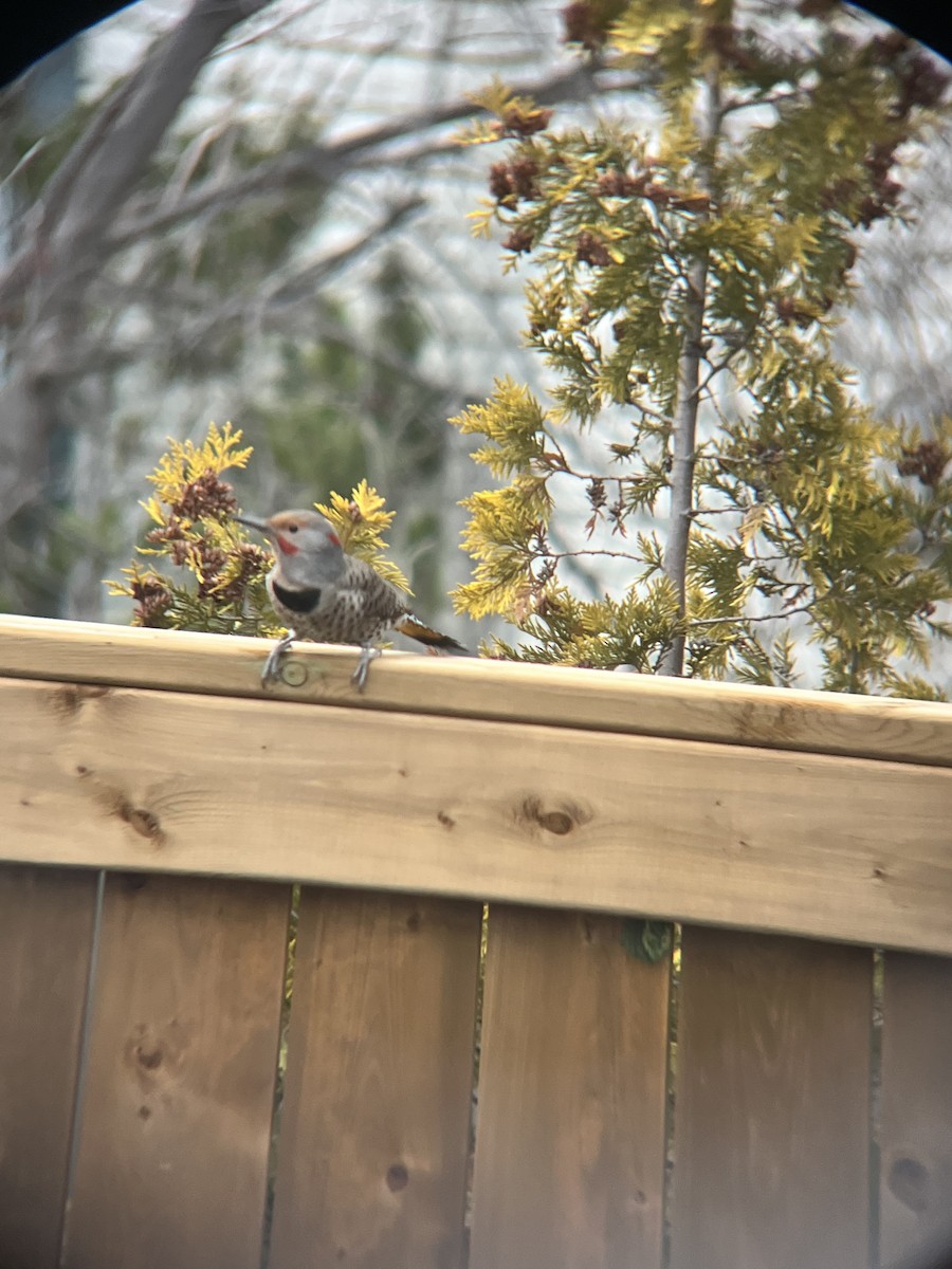 Northern Flicker (Yellow-shafted x Red-shafted) - ML645305728