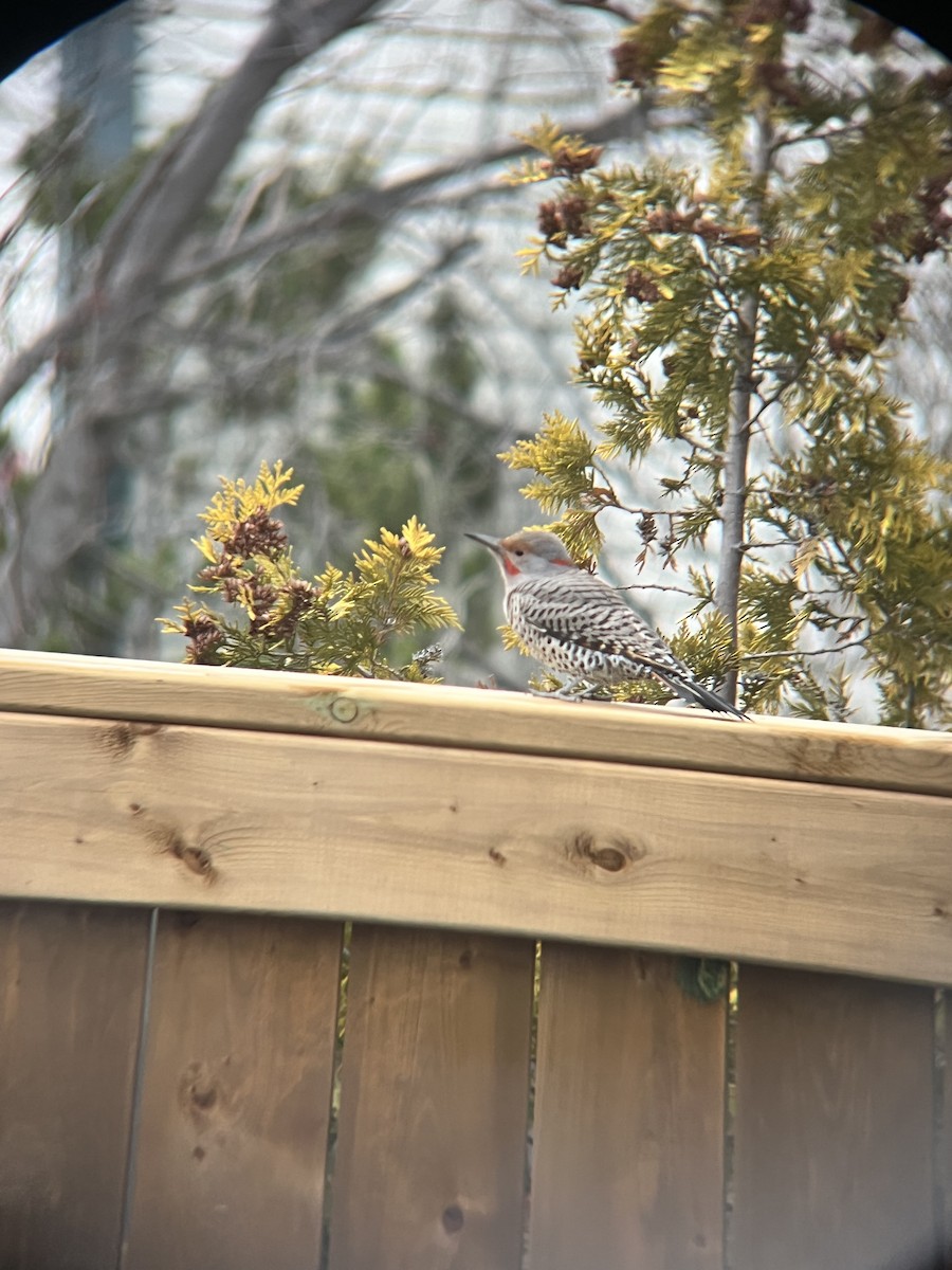 Northern Flicker (Yellow-shafted x Red-shafted) - ML645305729