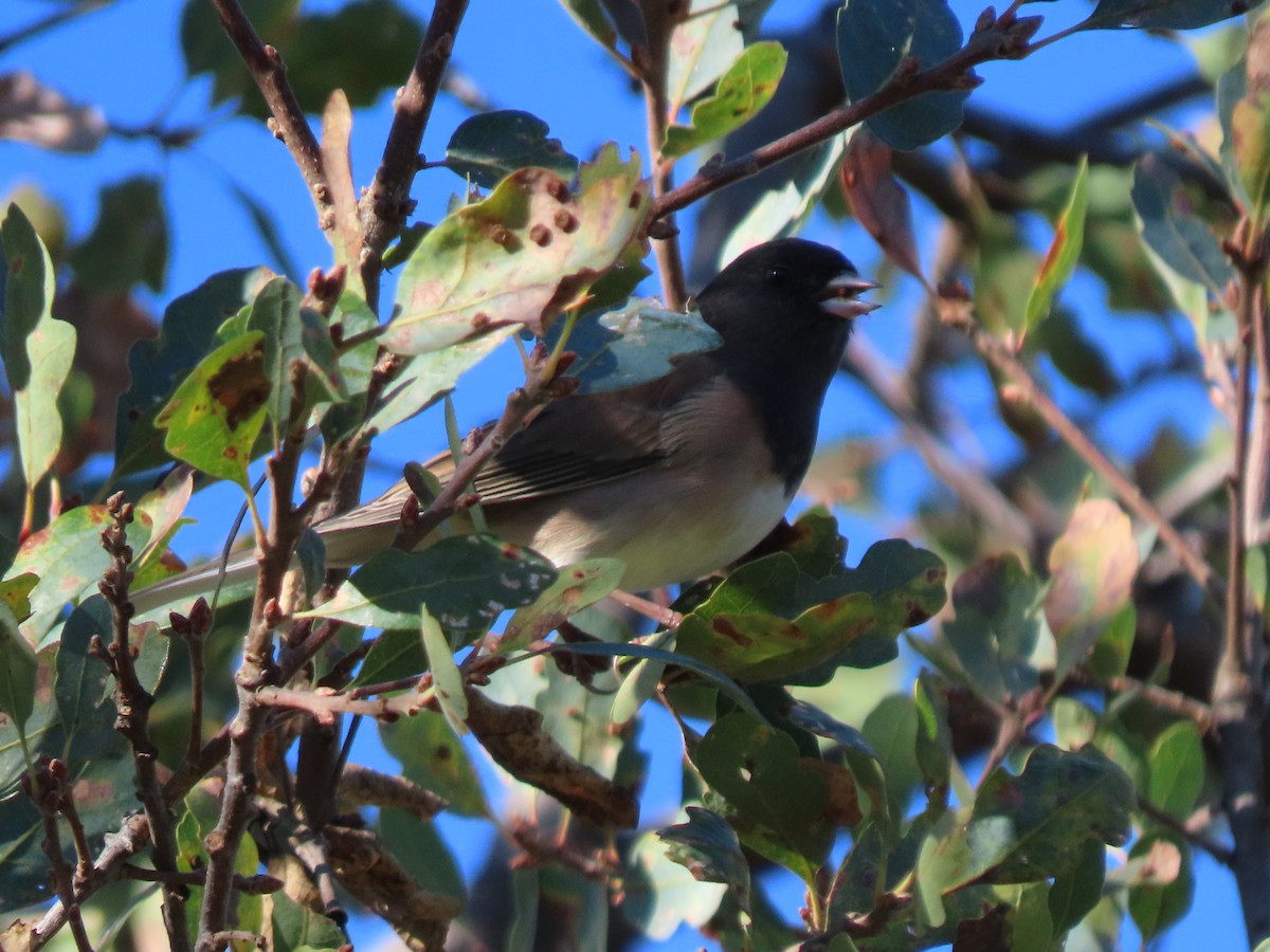 Black Phoebe - ML645305731