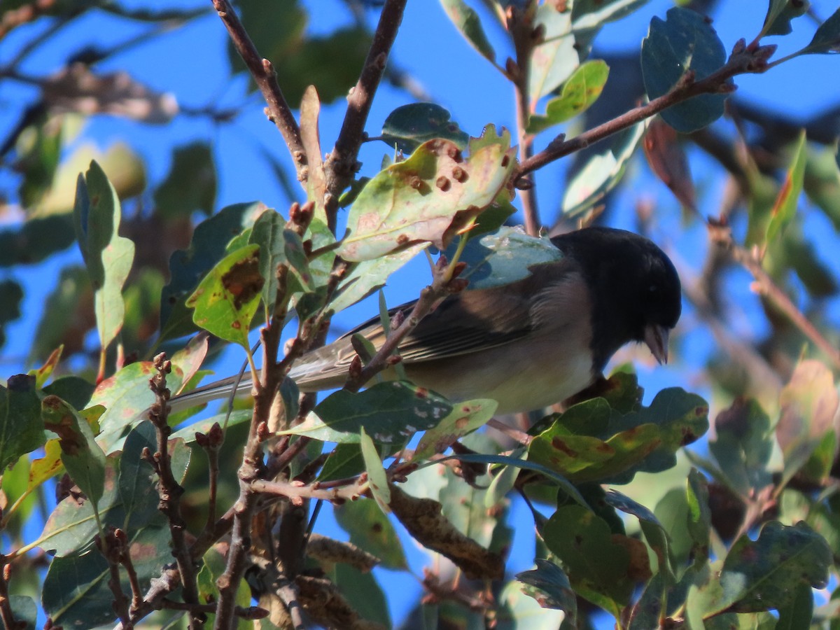 Black Phoebe - ML645305732