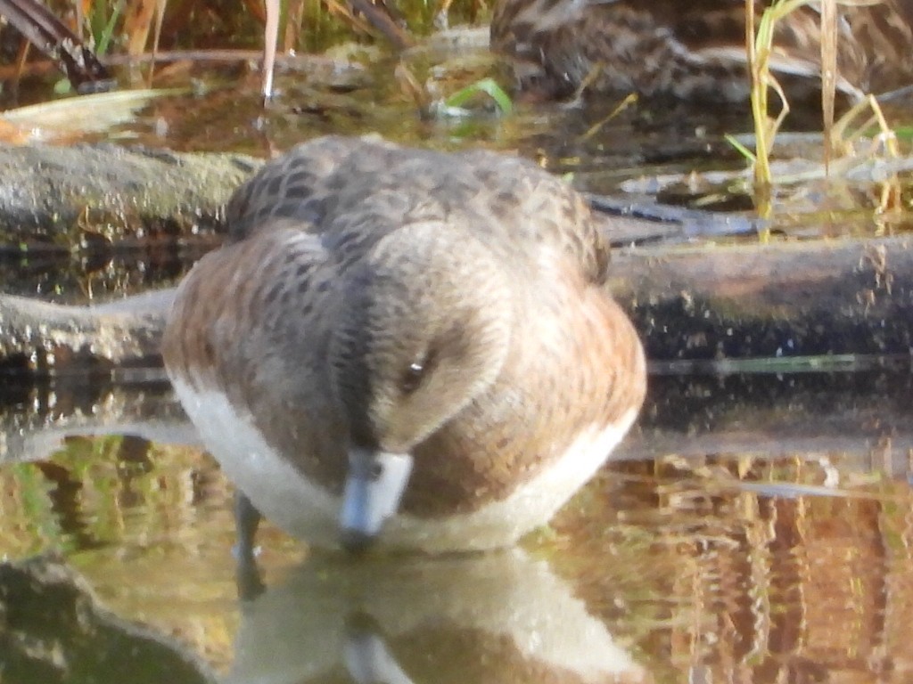 Свищ американський - ML645305737