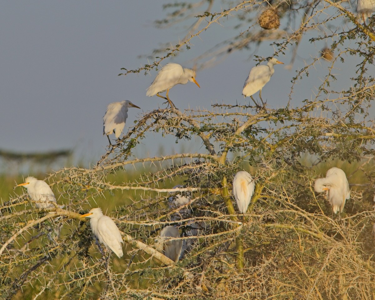 volavka rusohlavá - ML645305740