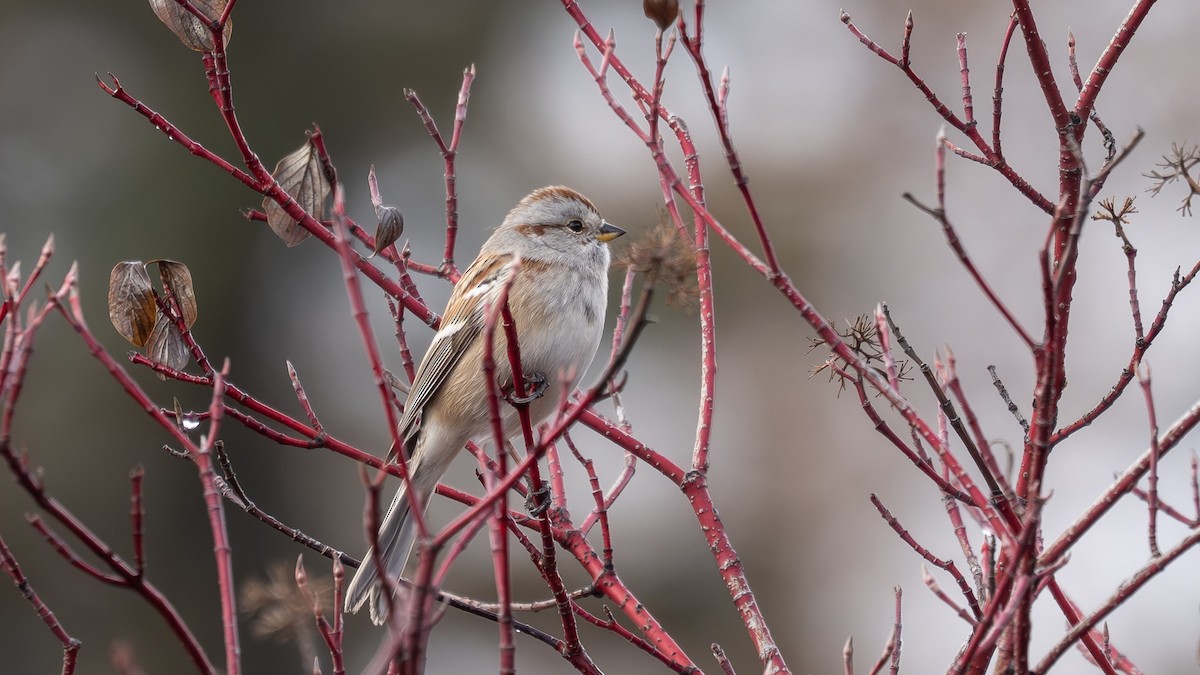 strnádka pokřovní - ML645305741