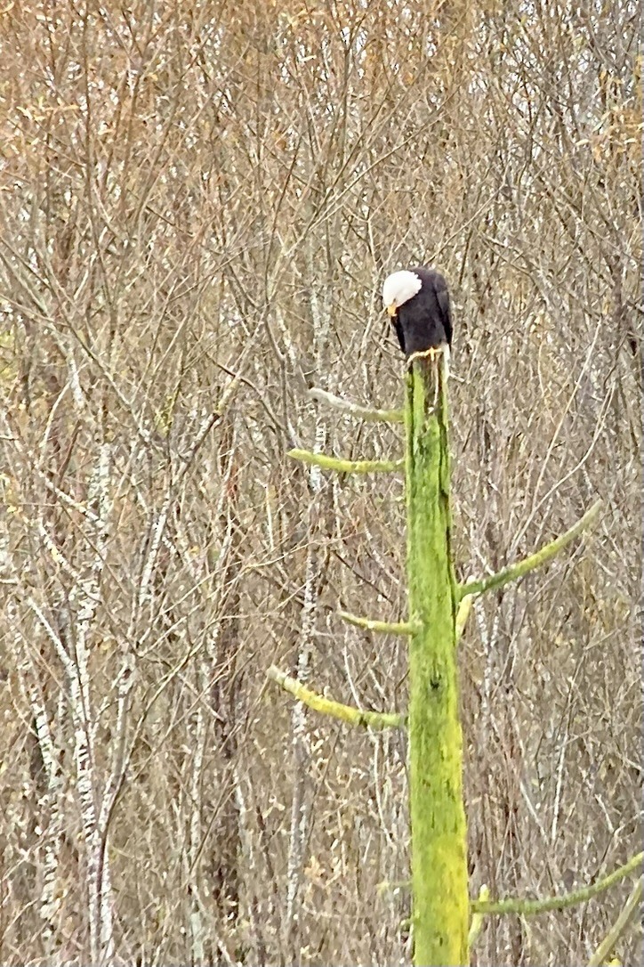 Bald Eagle - ML645305745