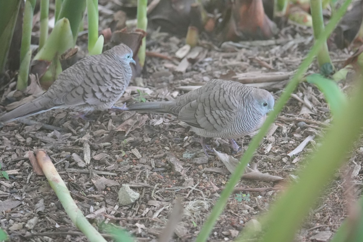 Zebra Dove - ML645305746