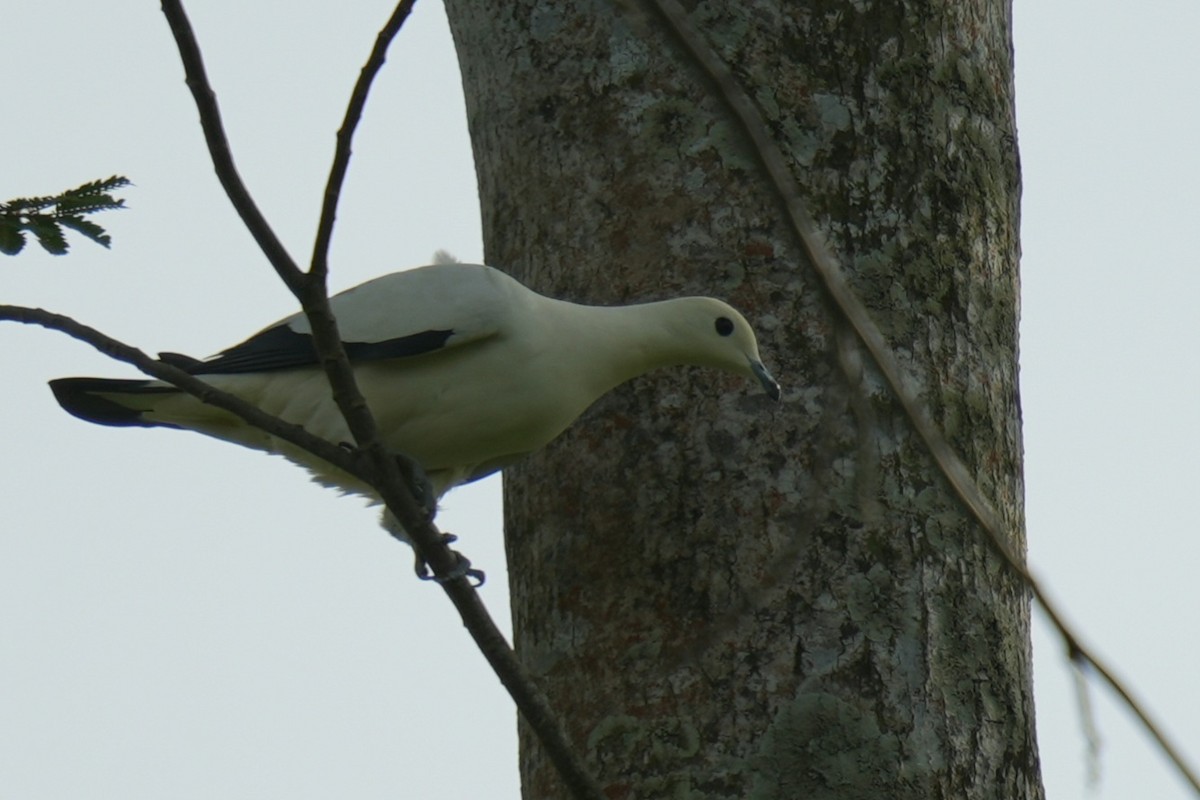 Pied Imperial-Pigeon - ML645305752