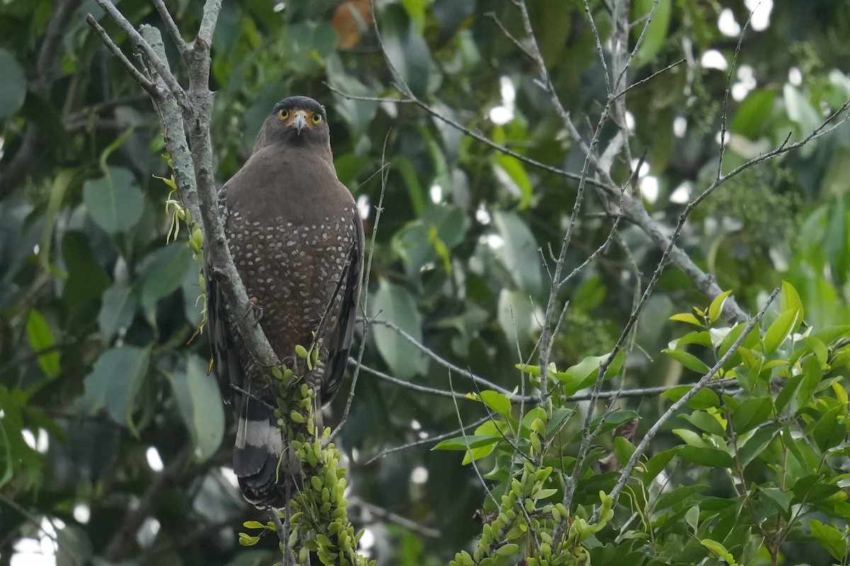 Culebrera Chiíla - ML645305761