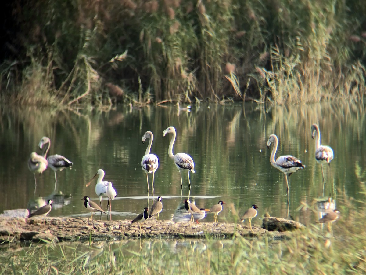 Greater Flamingo - ML645305762