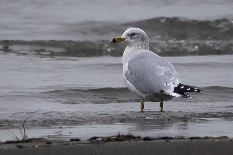 Halkalı Martı - ML645305766