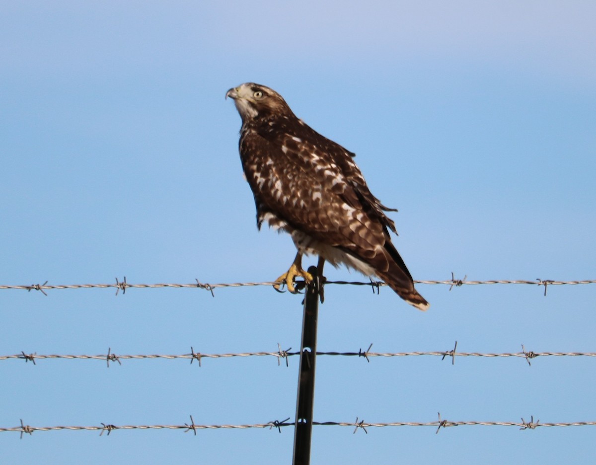 Red-tailed Hawk - ML645305767