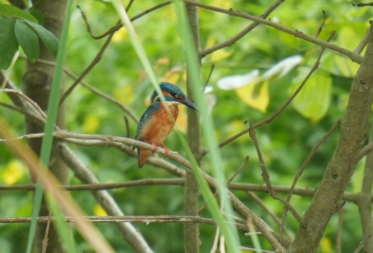 Common Kingfisher - ML645305769