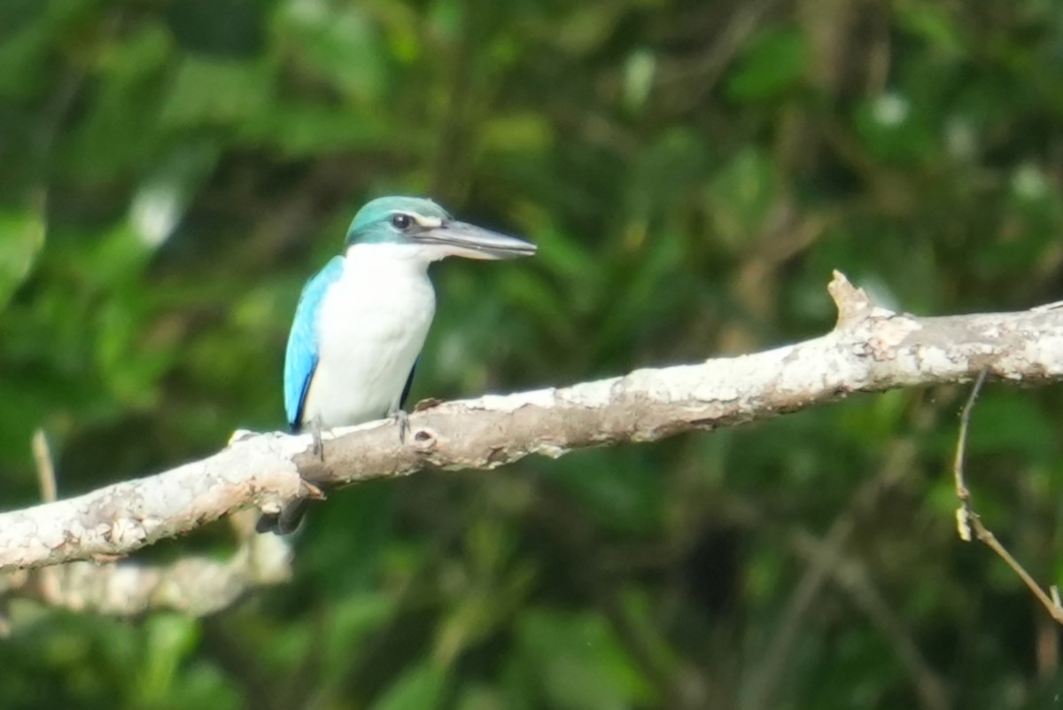 Collared Kingfisher - ML645305771
